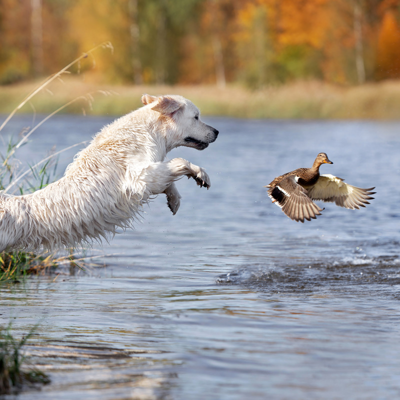 dog chasing duck